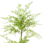 Kunstplant Sophora Honingboom 140cm