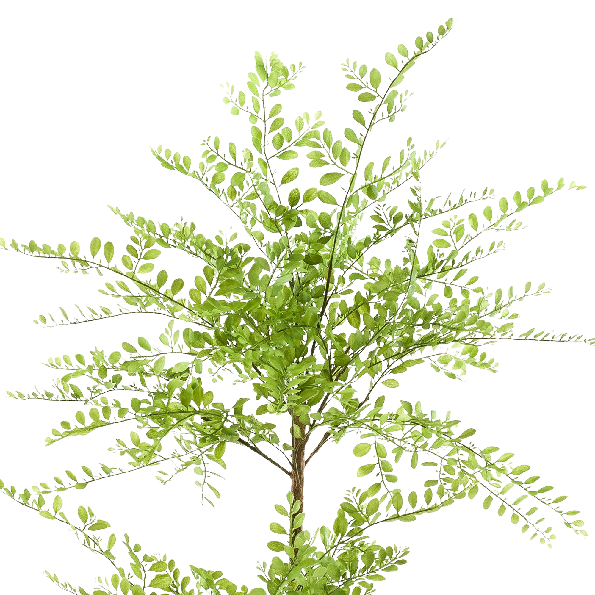 Kunstplant Sophora Honingboom 140cm