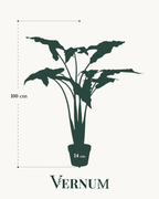 Kunstplant Alocasia Frydek 120 cm