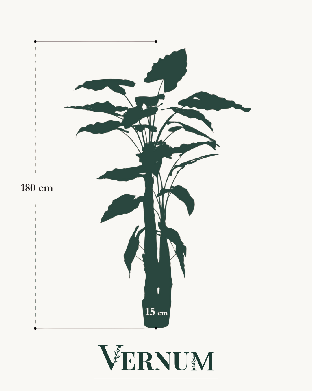Kunstplant Alocasia 180 cm