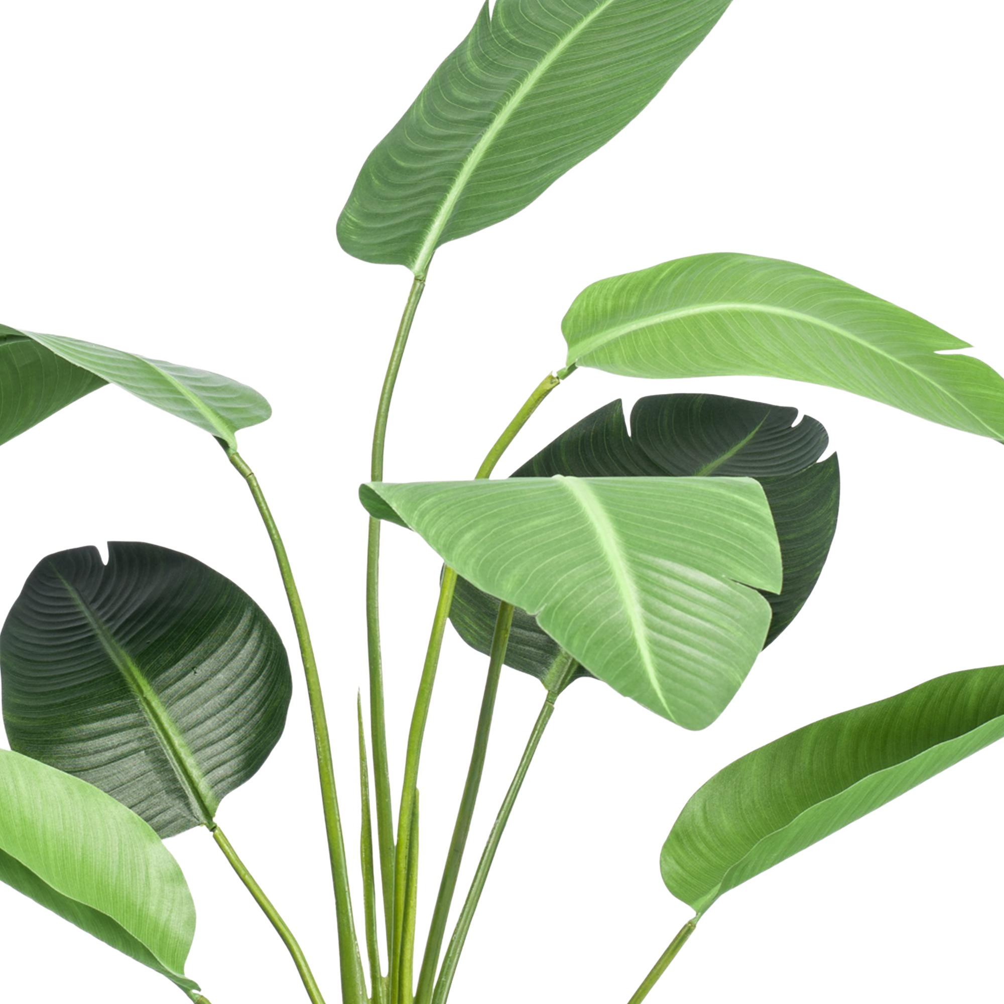 Kunstplant Strelitzia Nicolai 120cm