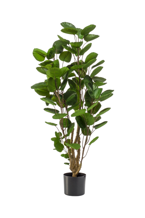 Kunstplant Polyscias Aralia 120 cm
