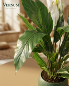 Kunstplant Spathiphyllum Lepelplant 90cm