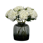 Acht crèmekleurige hortensia's