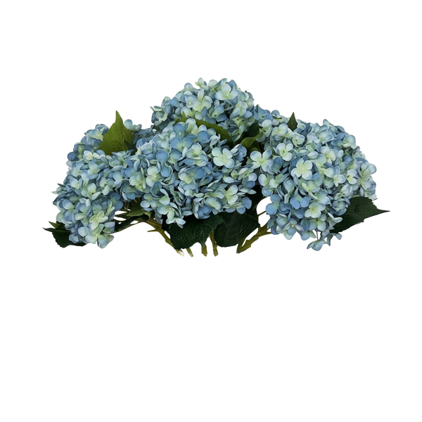 Acht blauwe hortensia's