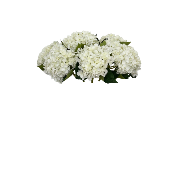 Acht crèmekleurige hortensia's