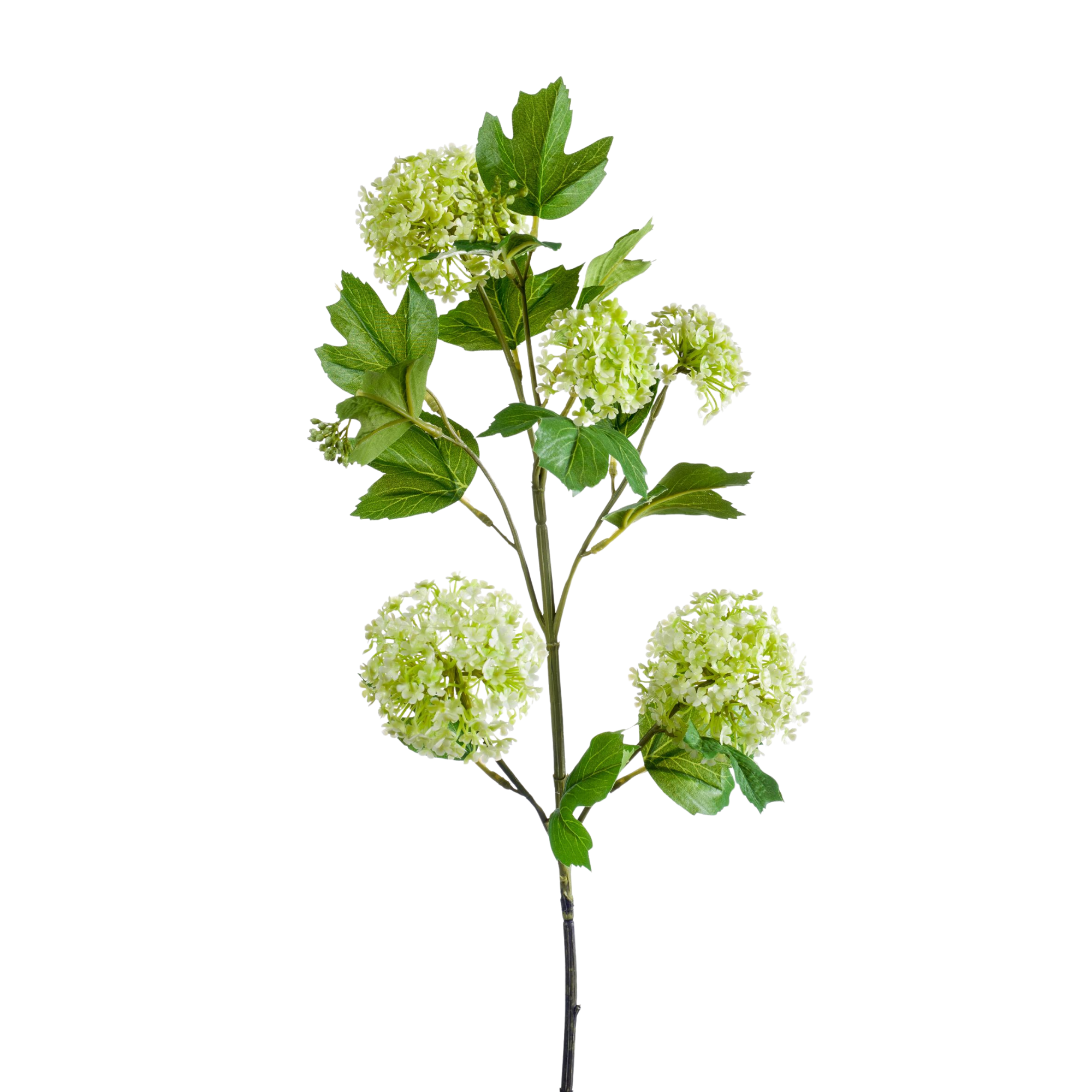 Vier viburnum opulus takken