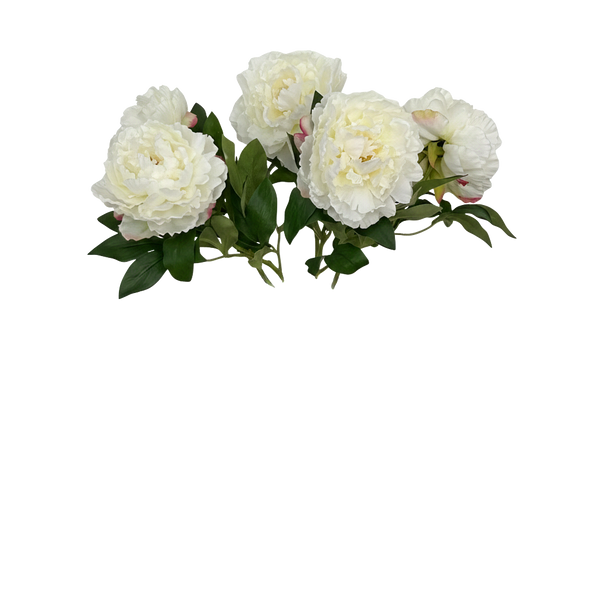 Vijf crèmekleurige pioenen