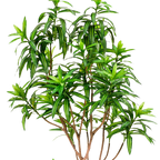 Kunstplant Drakenboom 190 cm