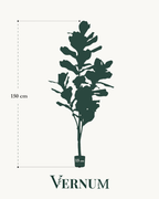 Kunstplant Ficus Lyrata 150cm