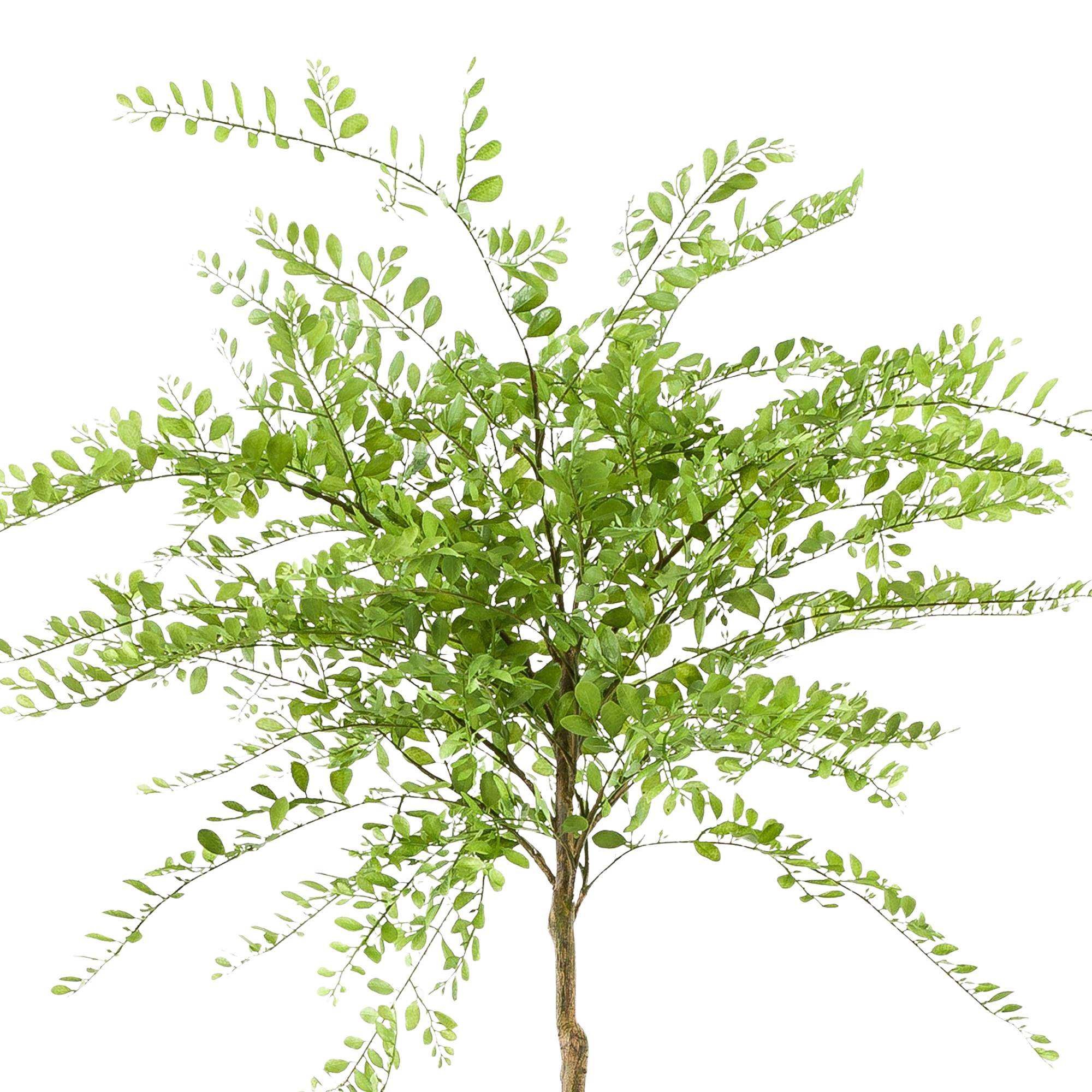 Kunstplant Honingboom 190cm