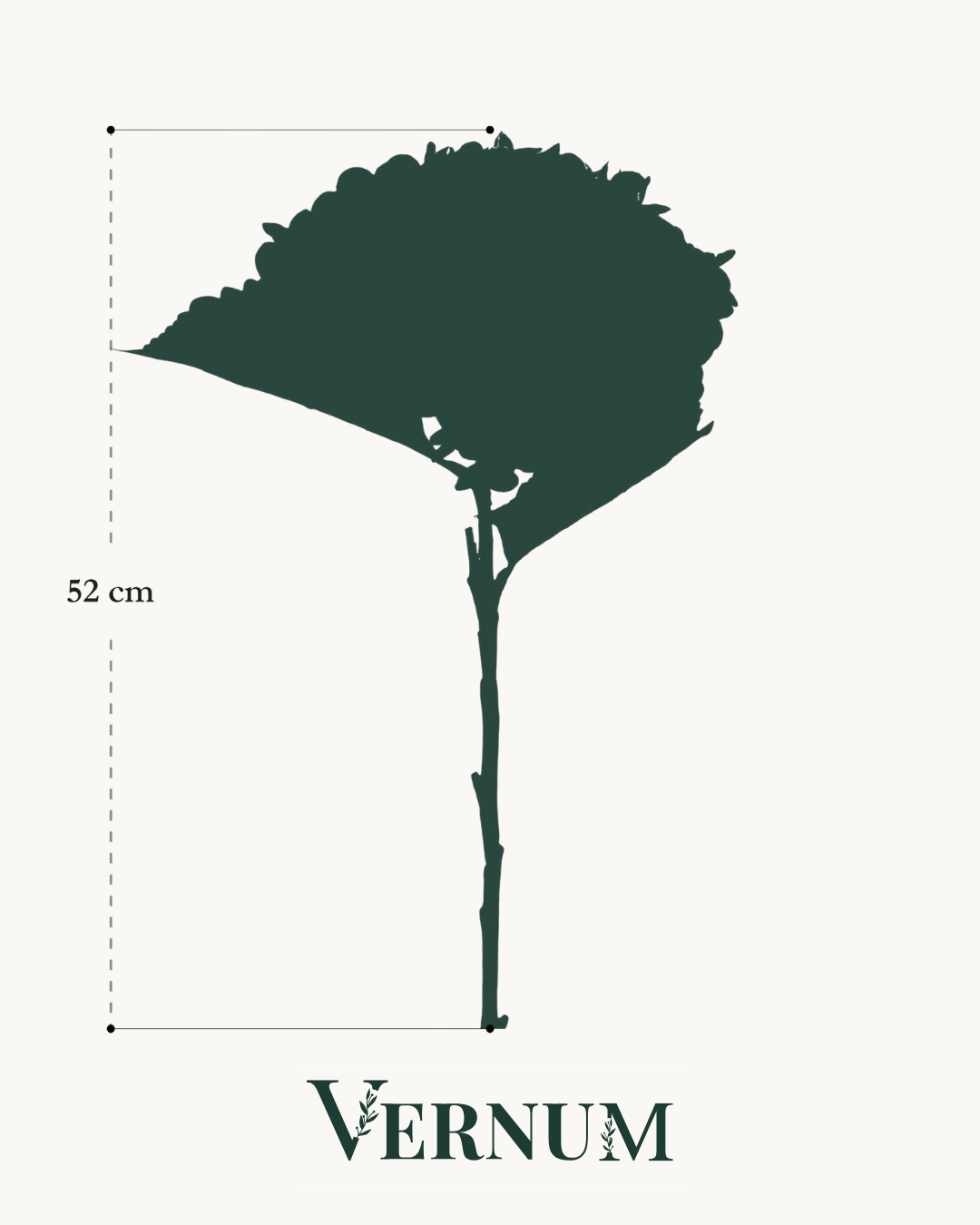 Acht blauwe hortensia's