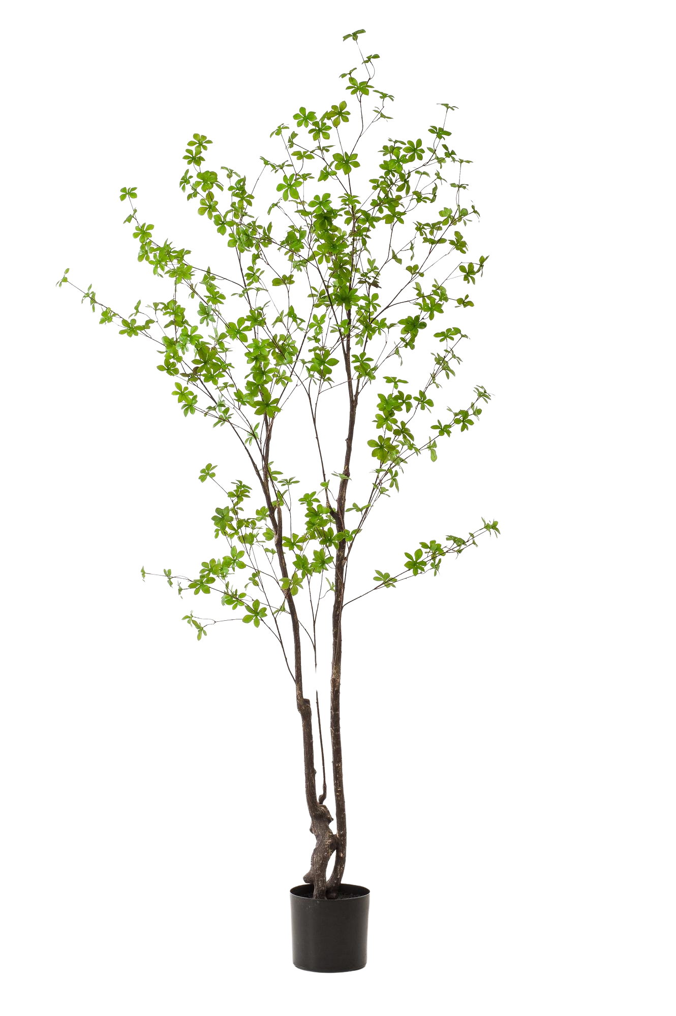 Kunstplant Oost Indische Kers 210cm