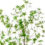 Kunstplant Oost Indische Kers 210cm