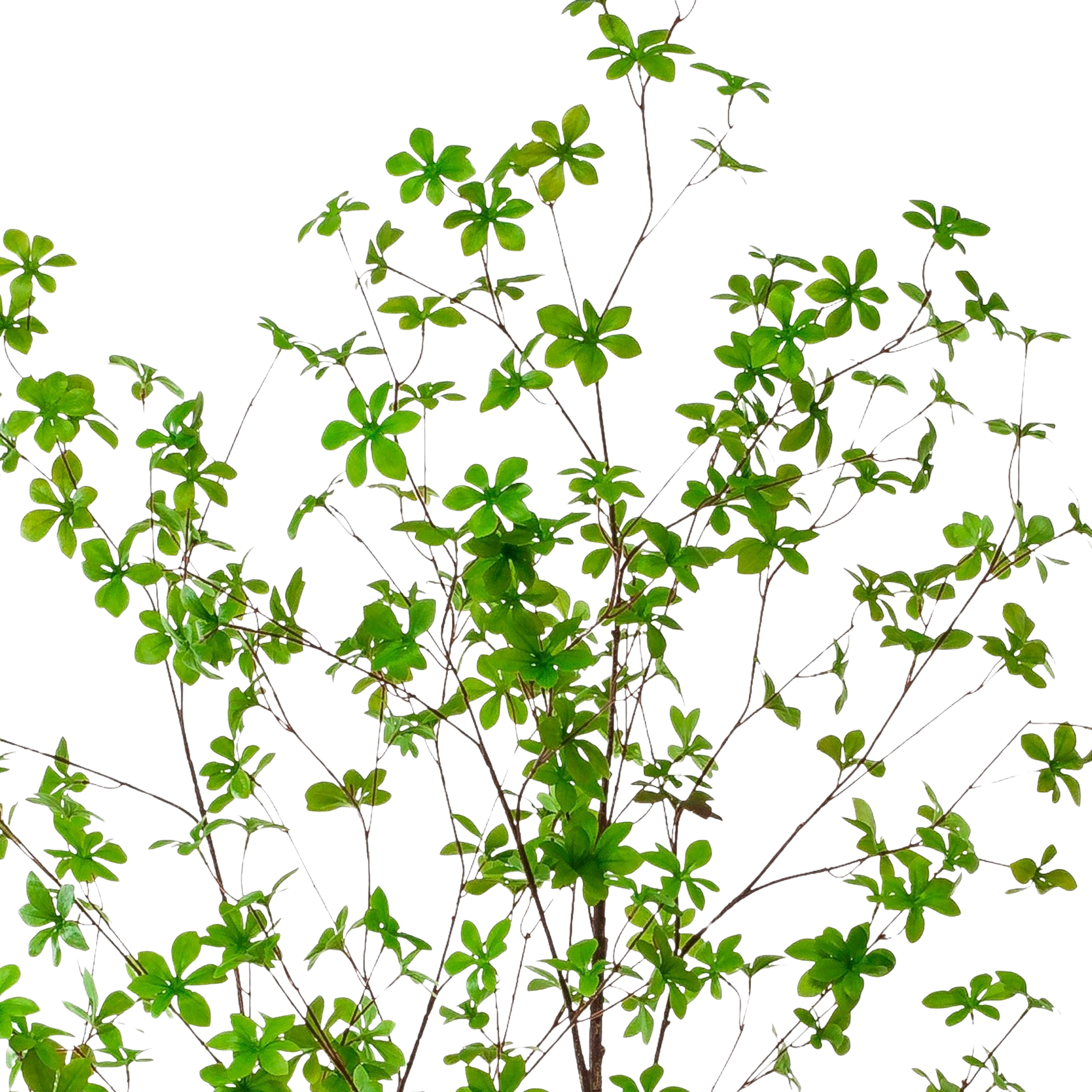 Kunstplant Oost Indische Kers 210cm