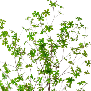 Kunstplant Oost Indische Kers 210cm