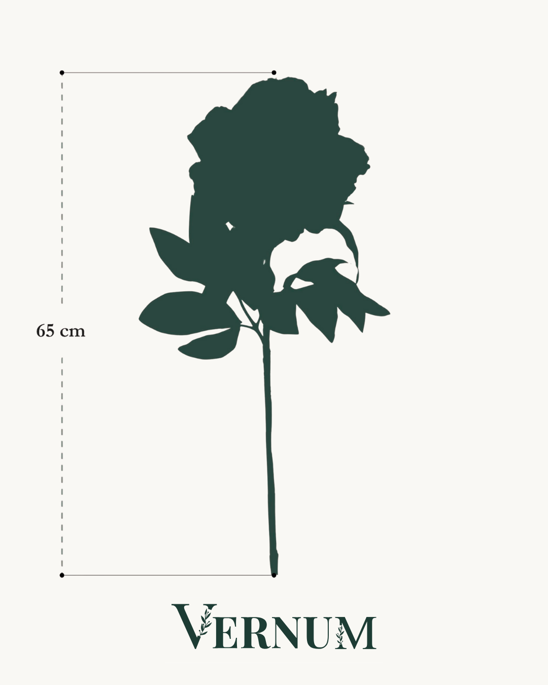 Vijf lichtroze pioenen