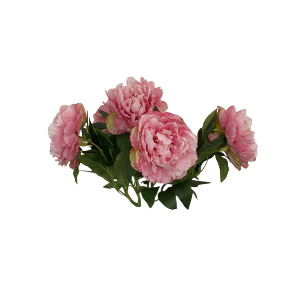 Vijf lichtroze pioenen