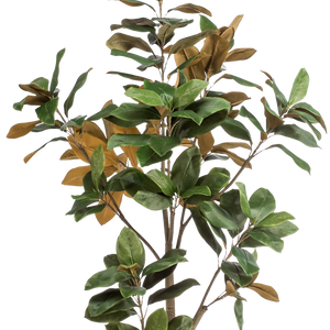 Kunstplant Magnolia Grandiflora 180 cm
