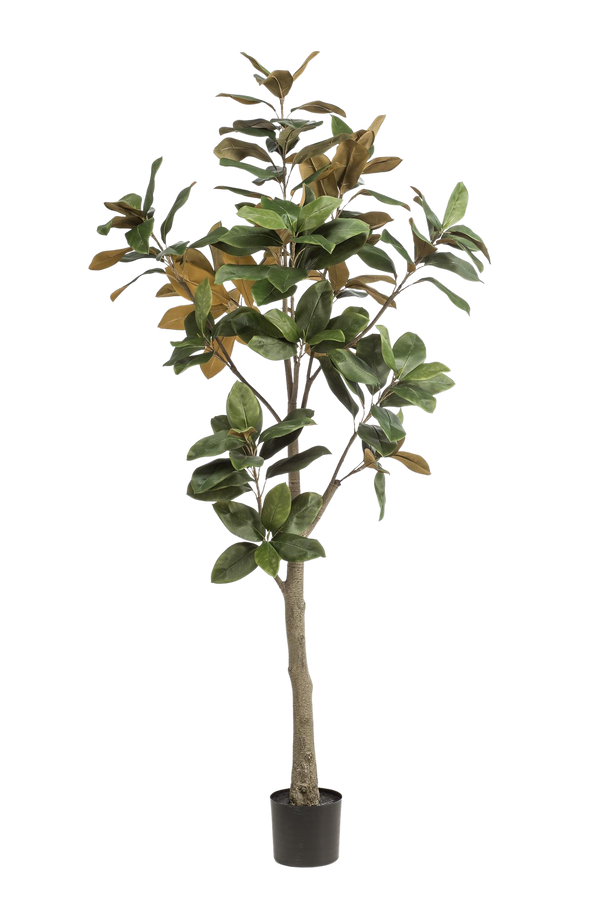 Kunstplant Magnolia Grandiflora 180 cm