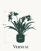 Kunstplant Orchidee Bordeaux 45cm