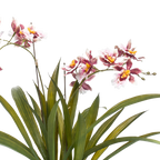 Kunstplant Orchidee Bordeaux 45cm