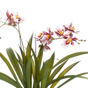 Kunstplant Orchidee Bordeaux 45cm