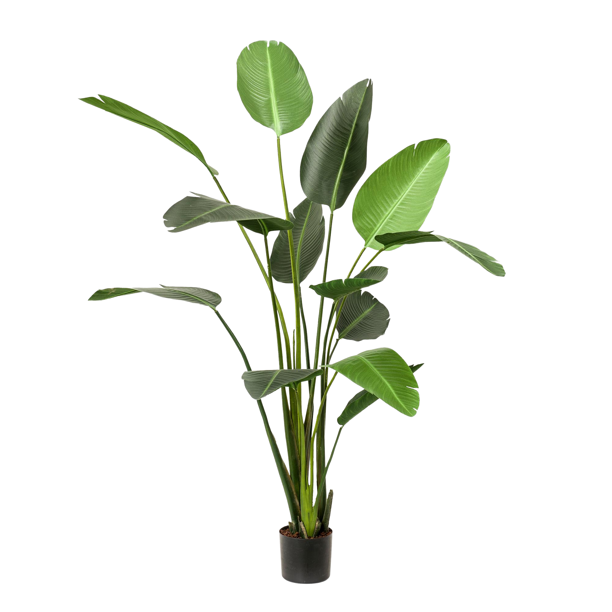 Kunstplant Strelitzia Nicolai 230cm