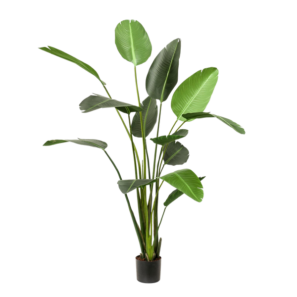 Kunstplant Strelitzia Nicolai 230cm