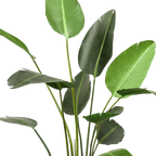 Kunstplant Strelitzia Nicolai 230cm