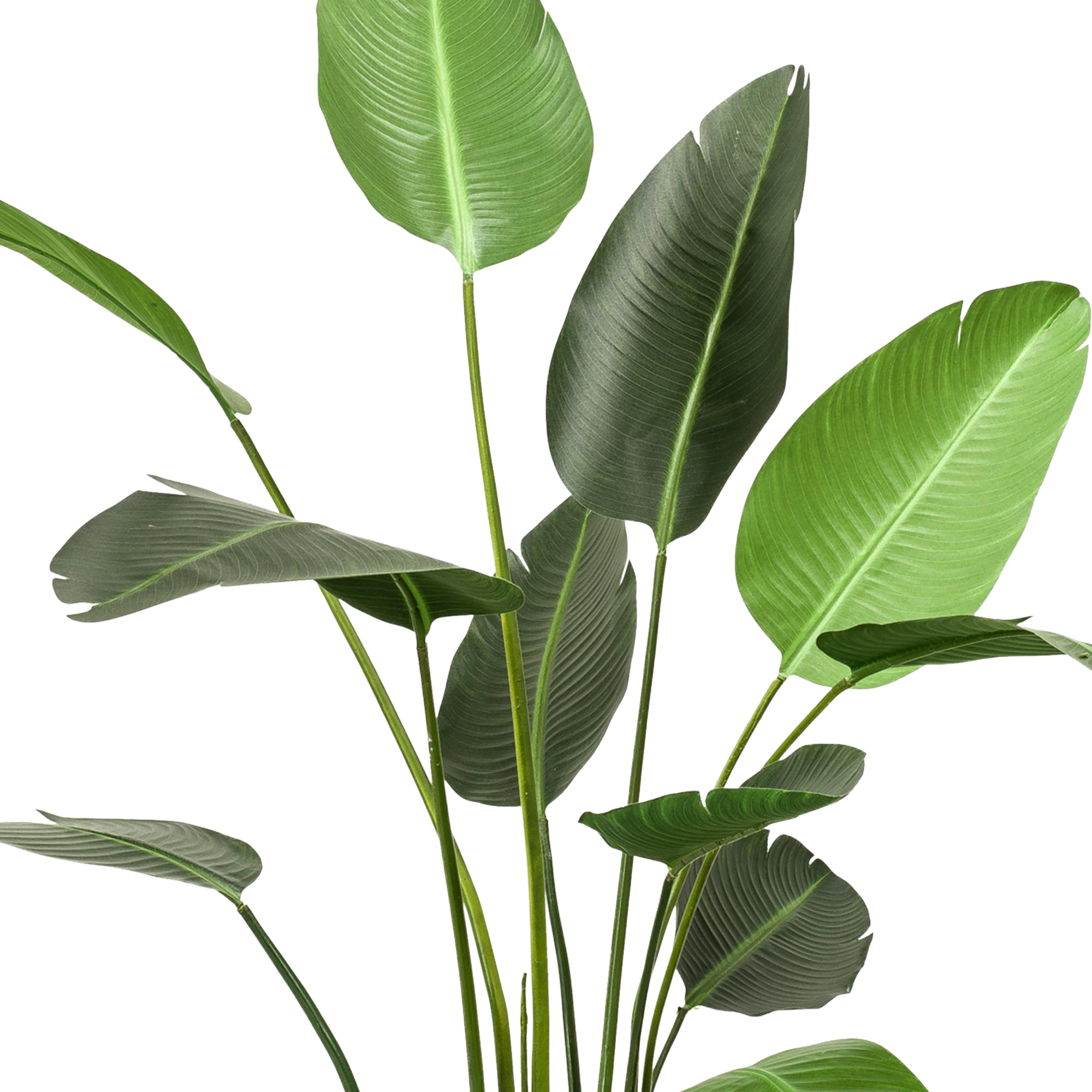 Kunstplant Strelitzia Nicolai 230cm