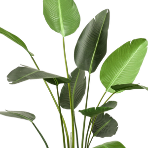 Kunstplant Strelitzia Nicolai 230cm