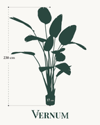 Kunstplant Strelitzia Nicolai 230cm