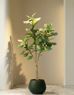 Kunstplant Ficus Lyrata 180 cm