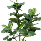 Kunstplant Ficus Lyrata 180 cm