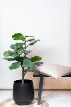 Kunstplant Ficus Lyrata 90 cm