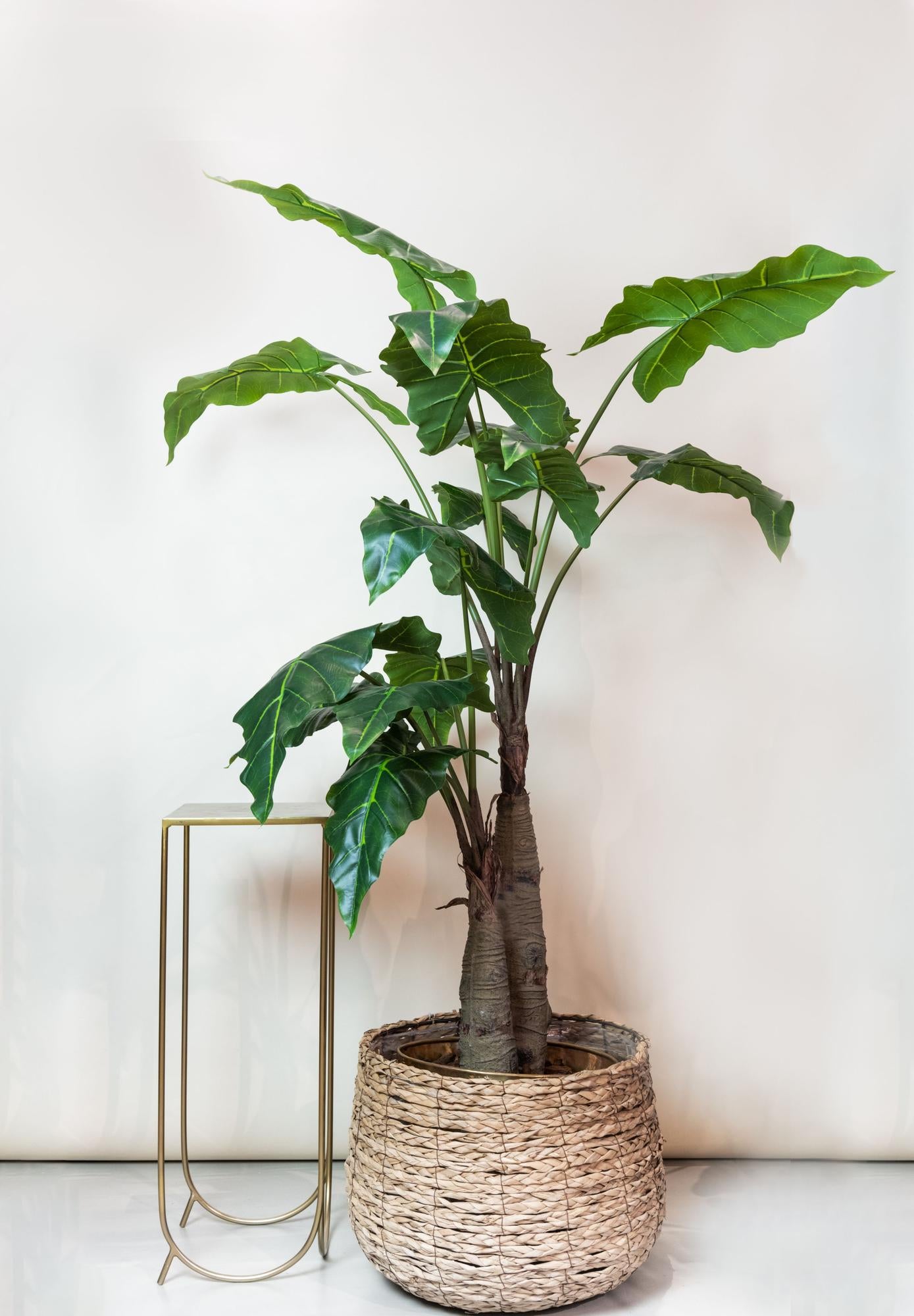 Kunstplant Alocasia 180 cm
