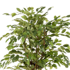 Kunstplant Ficus Liana 170cm