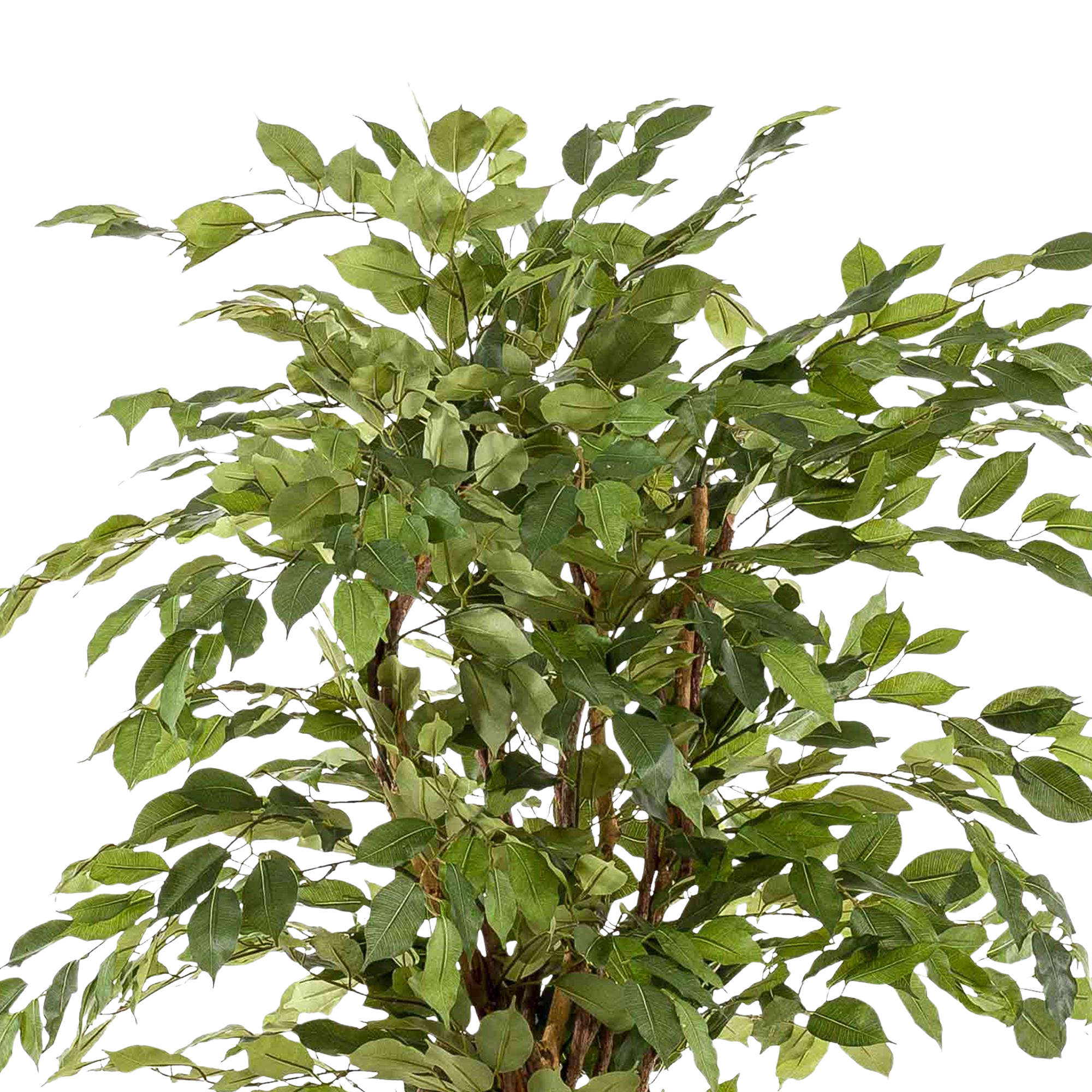 Kunstplant Ficus Liana 170cm