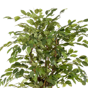 Kunstplant Ficus Liana 170cm