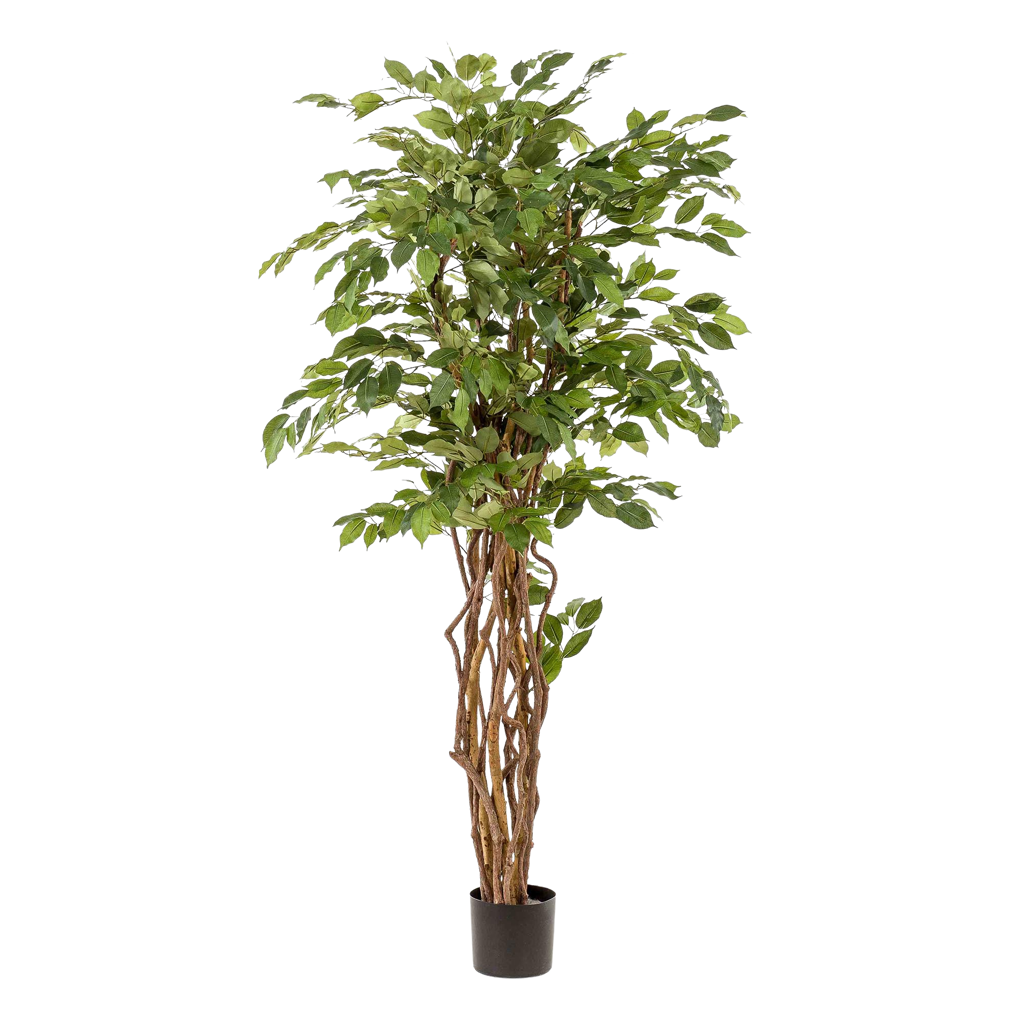 Kunstplant Ficus Liana 170cm